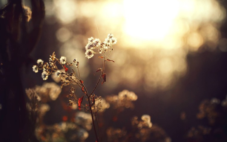 Красивый коричневый