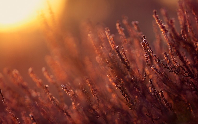 Moka Gold Damask Mark