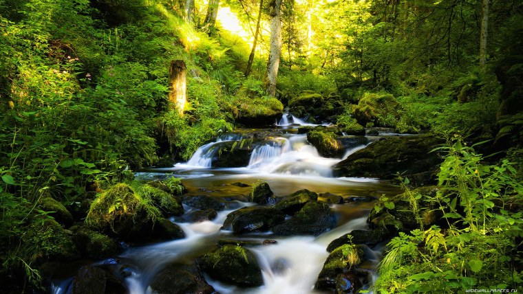 Красивый лес