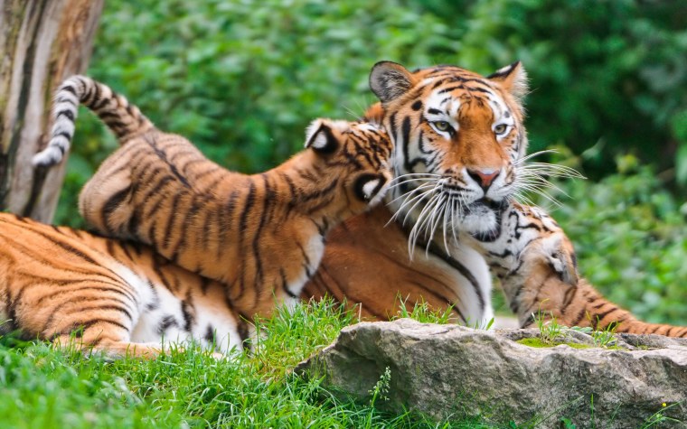 Красивые фото тигров