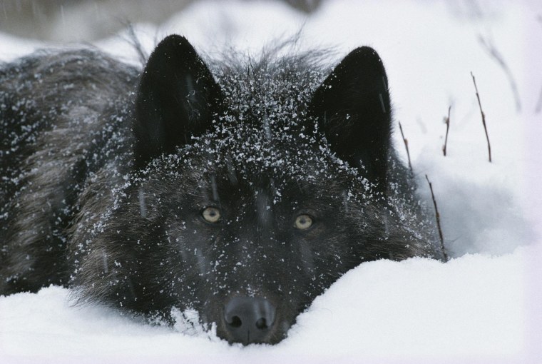 Черный волк с голубыми глазами