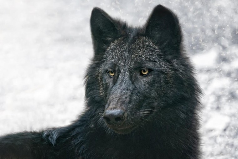 Североамериканский черный волк