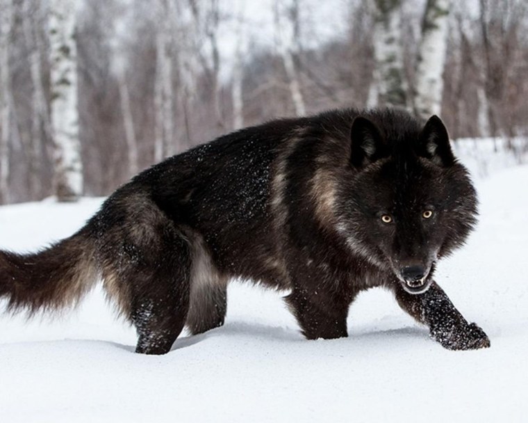 Канадский волк Акелла