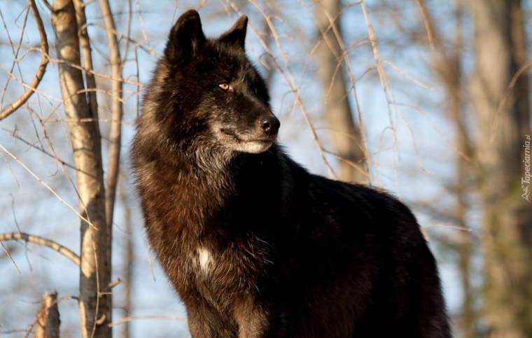 Черная волчица
