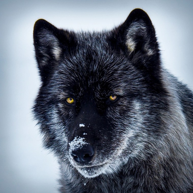Черный волк с гетерохромией