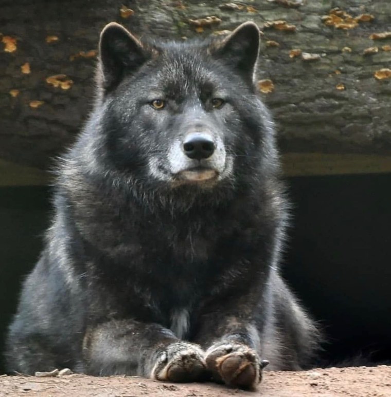 Огромный волк одиночка