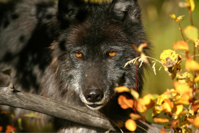 Красивый черный волк