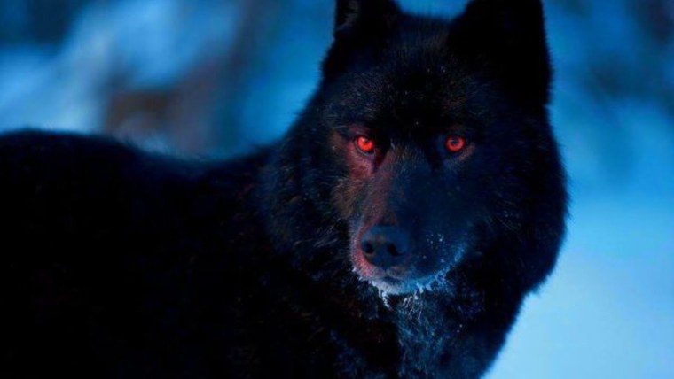 Волкособ черный с красными глазами