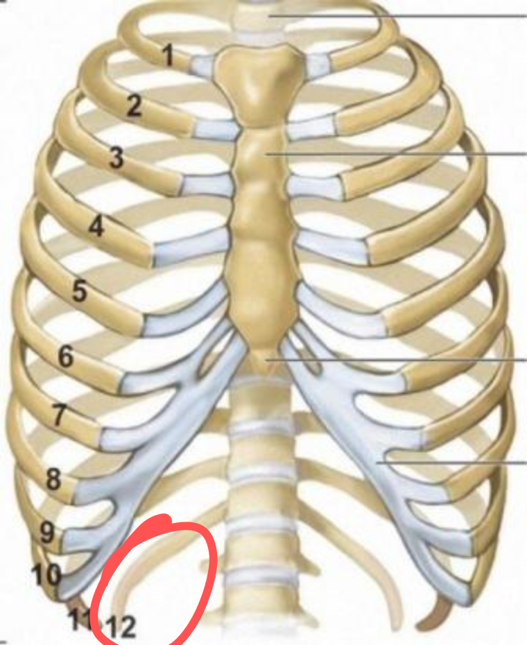 12 Пар ребер Грудина