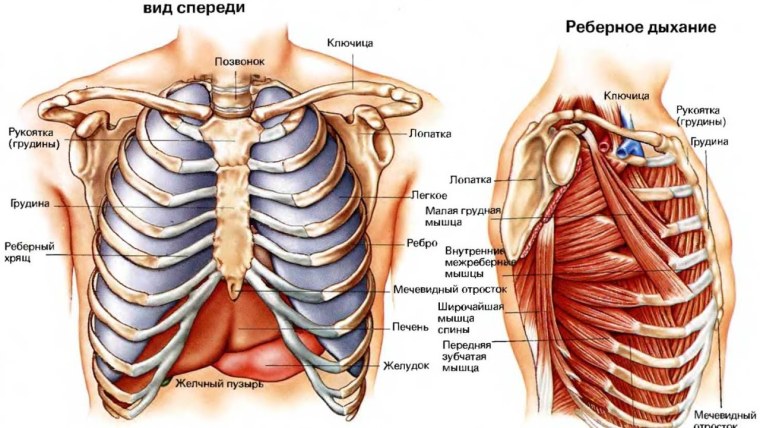Грудина мечевидный отросток анатомия