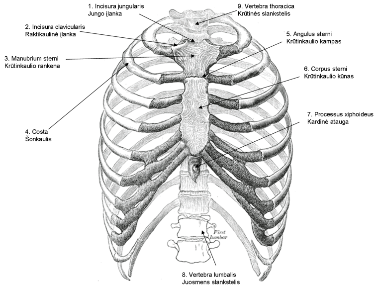 Кости грудной клетки- Грудина