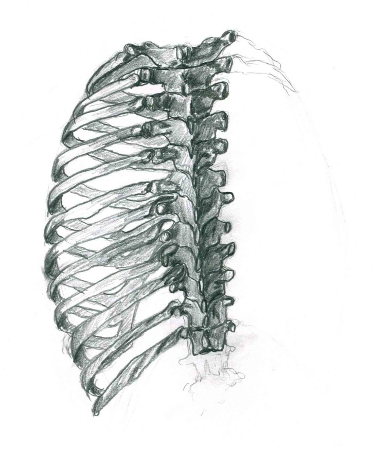 Ребра референс