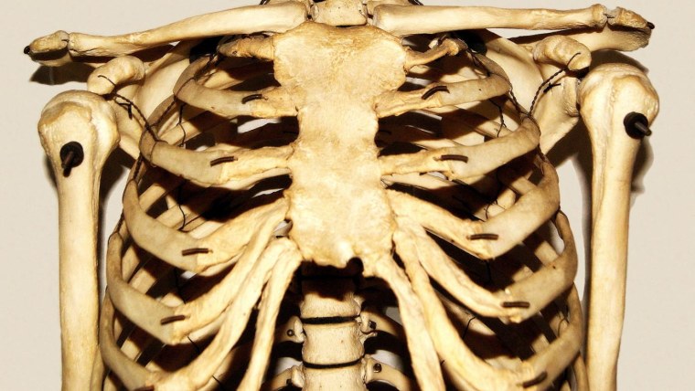 Кости грудной клетки