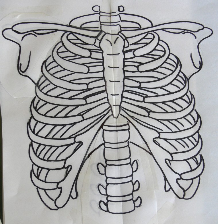 Ребра скелет анатомия