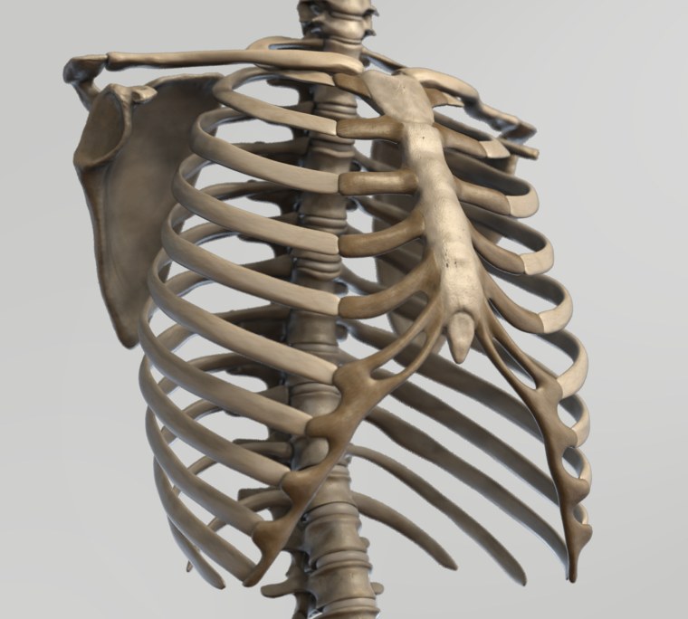 Грудная клетка анатомия