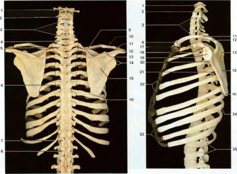 Скелет грудной клетки сзади