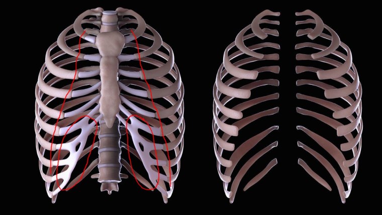 Грудная клетка, рёбра, Грудина