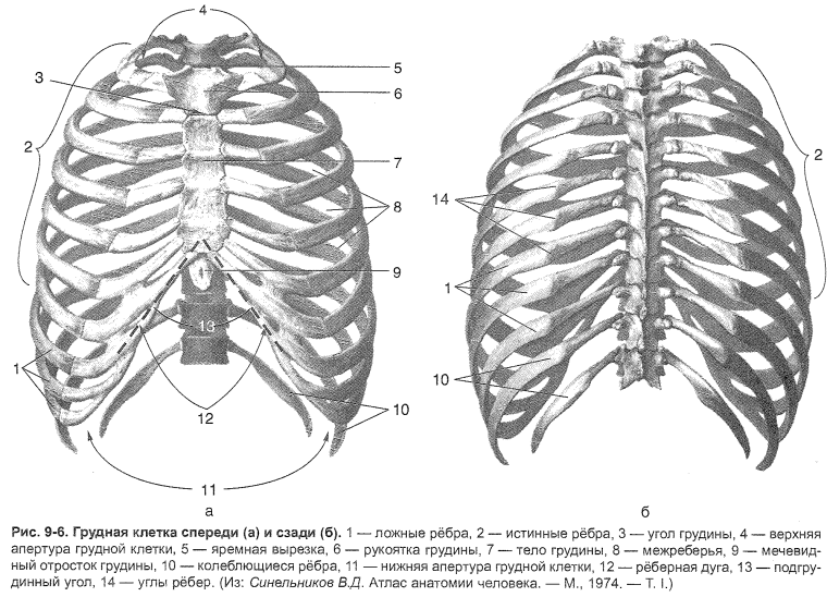 Строение грудной клетки спереди