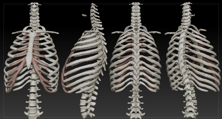 Грудная клетка, рёбра, Грудина