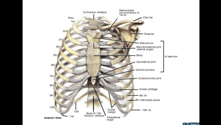 Рёбра человека нумерация спереди