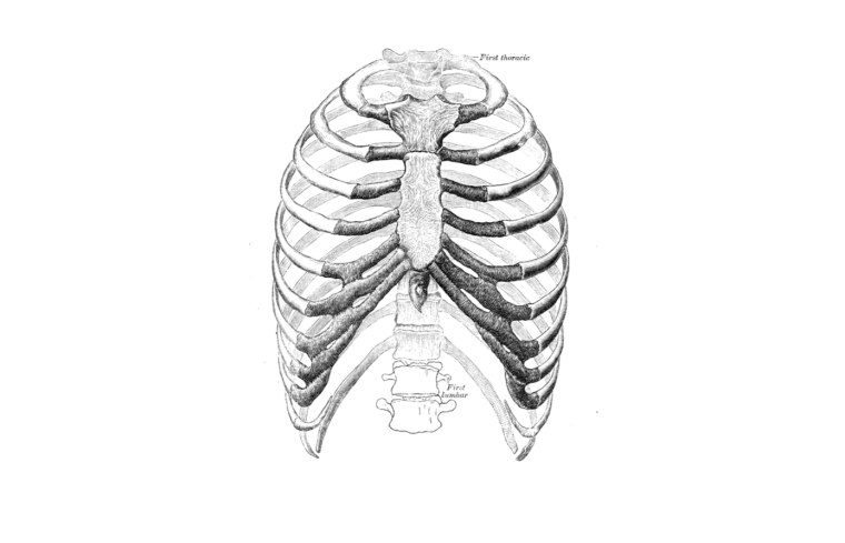 Истинные ребра