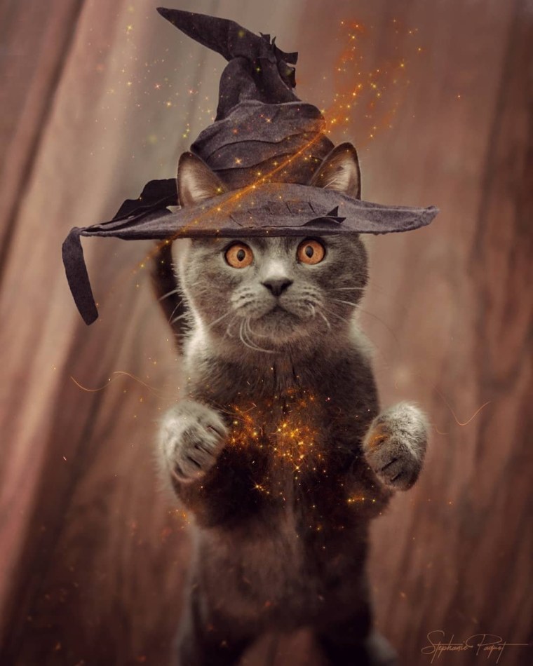 Коты и магия