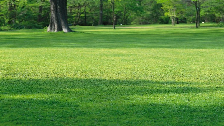 Природа газон