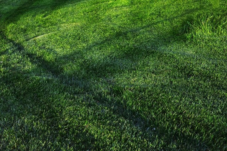 Трава для газона Canada Green