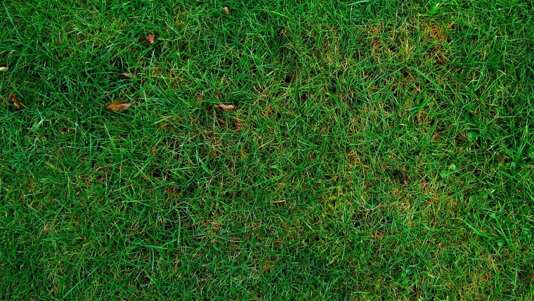 Газон вид сверху