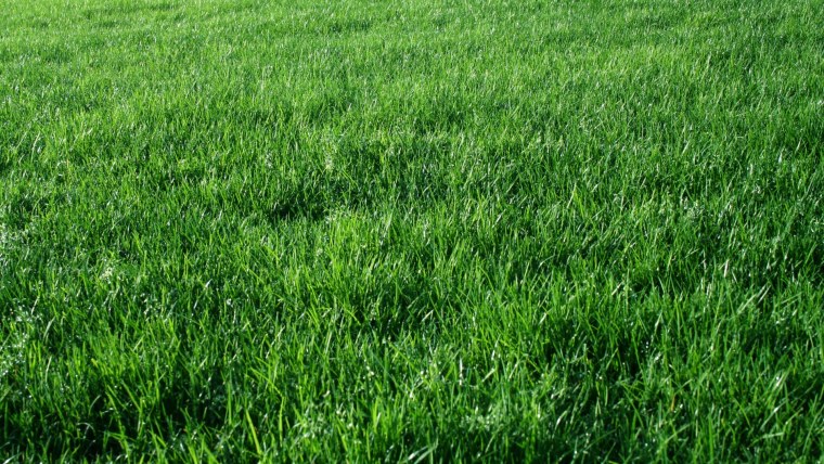 Футбольный газон текстура