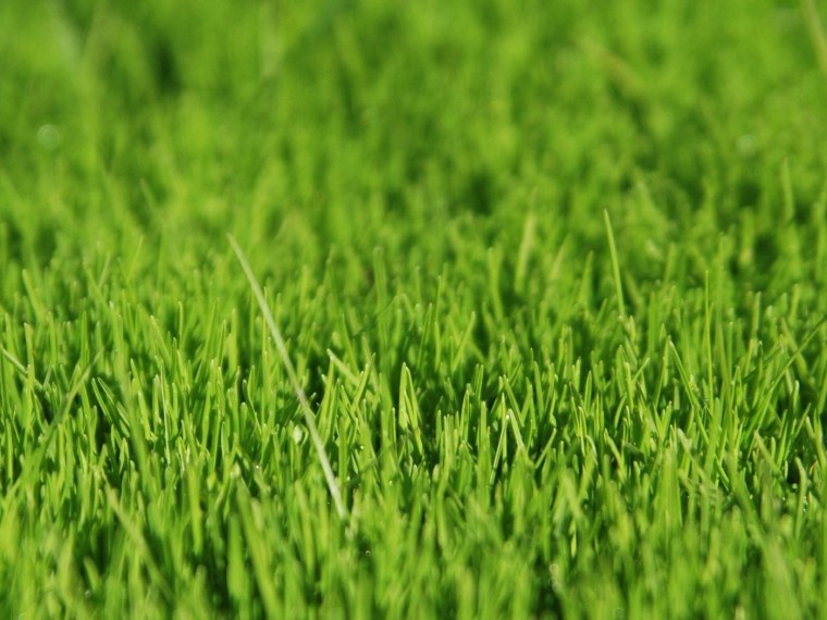 Текстура травы