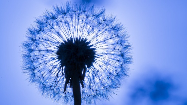 Одуванчик макро