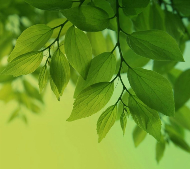 Апрель зеленые листочки