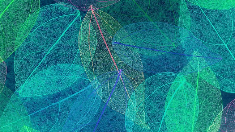 Паттерны в природе