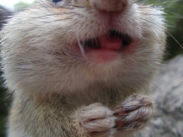 Лысый опоссум