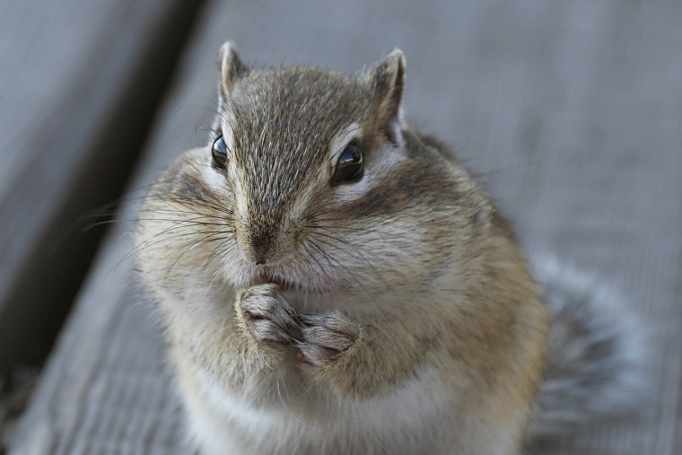 Burunduk yoki delfincha3