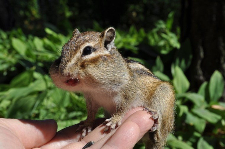 Бурундук ареал обитания