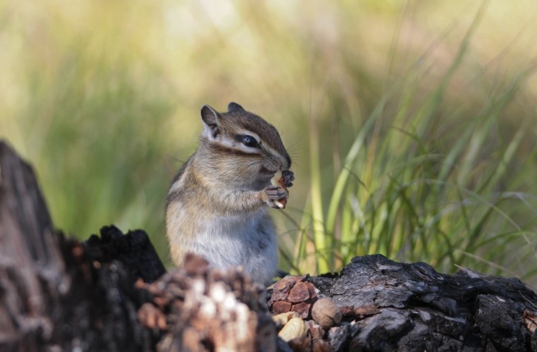 Восточно американский бурундук