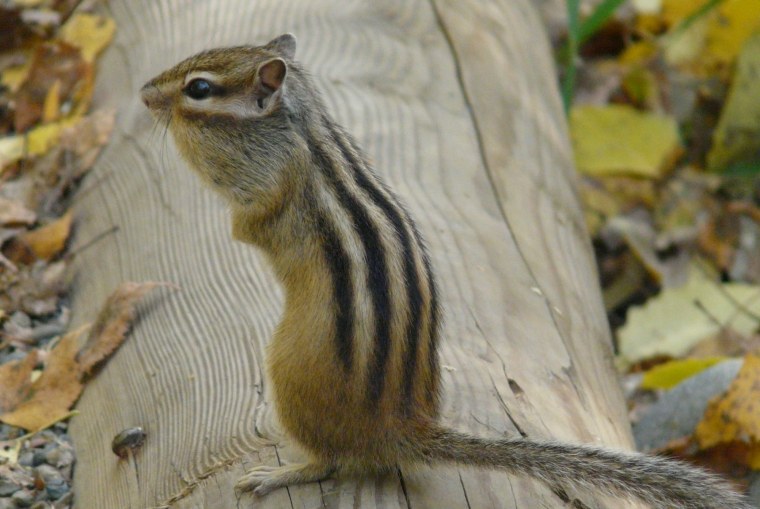 Домик для бурундука