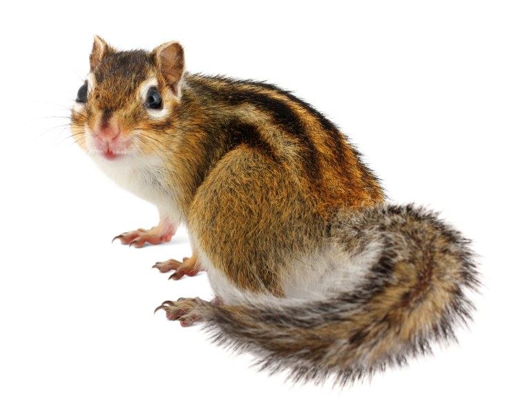 Лысый бурундук лысый бурундук