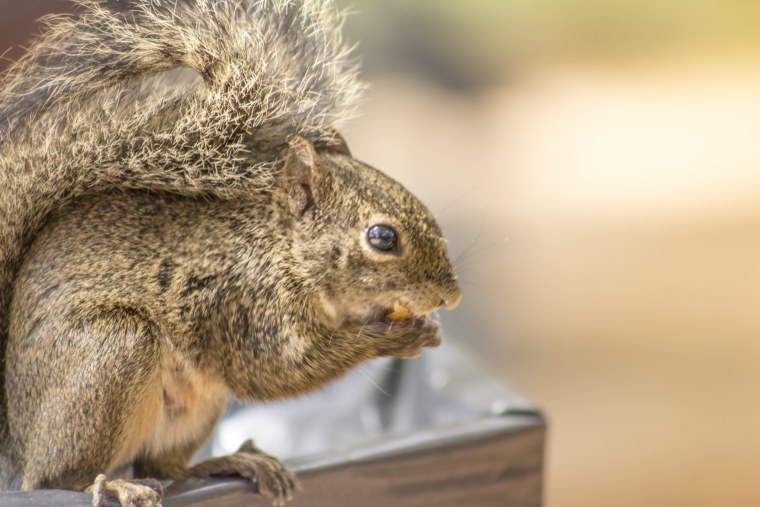 Белка костюм