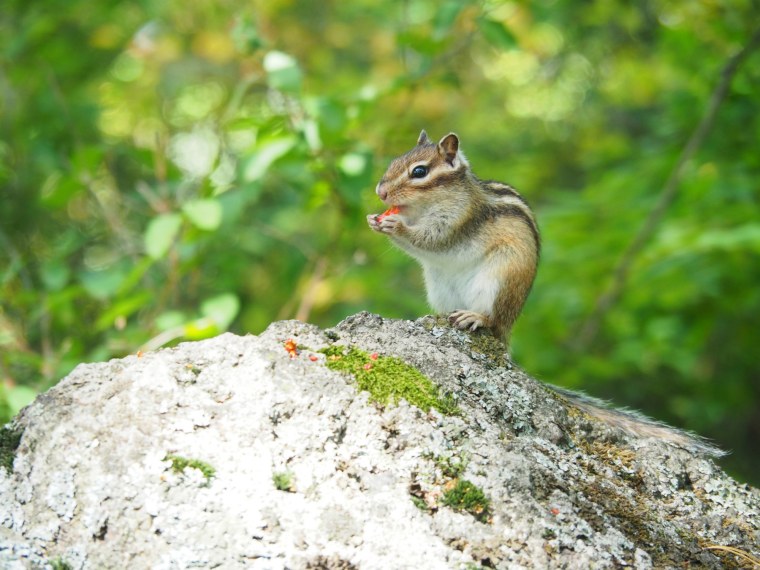 Tamias cinereicollis