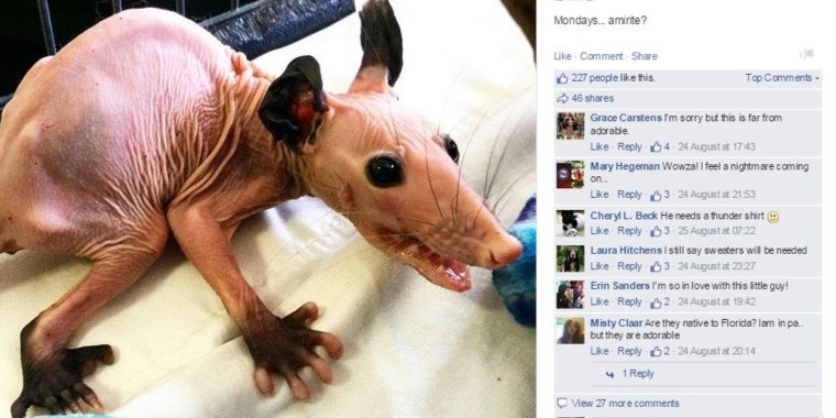 Вомбат улыбается лысый