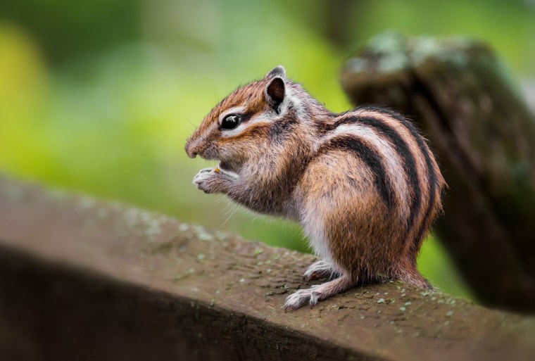 Злой бурундук