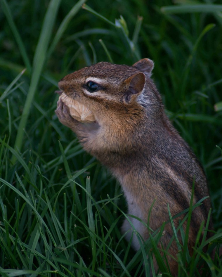Лысая белка
