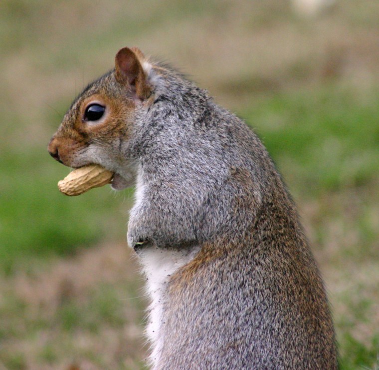 Адская Белочка бухаете