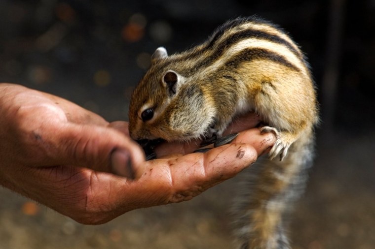 Меган бурундучок