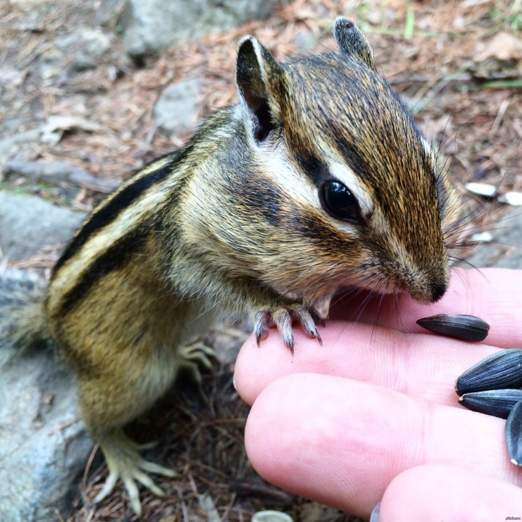 Животные Луга Курганской области
