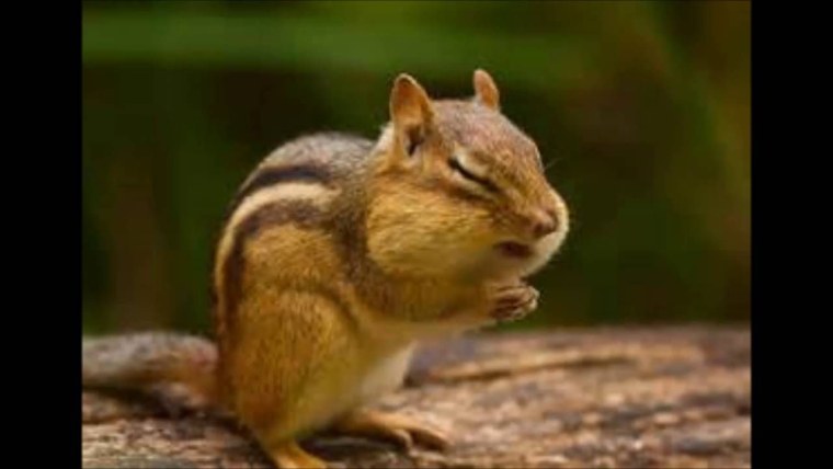 Белка курит