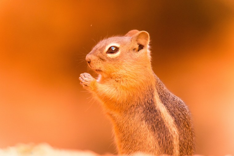 Бурундук малыш